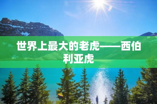 世界上最大的老虎——西伯利亚虎