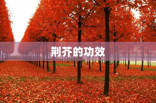 荆芥的功效:祛风散寒、止咳化痰、解毒消肿