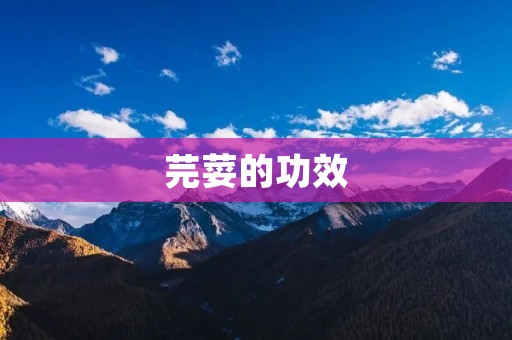 芫荽的功效:从味蕾到健康,它都是不可或缺的佳品 芫荽的功效:从味蕾到健康,它都是不可或缺的佳品