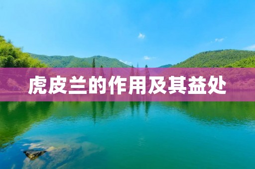 虎皮兰的作用及其益处