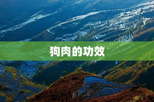 狗肉的功效：了解狗肉对人体的益处
