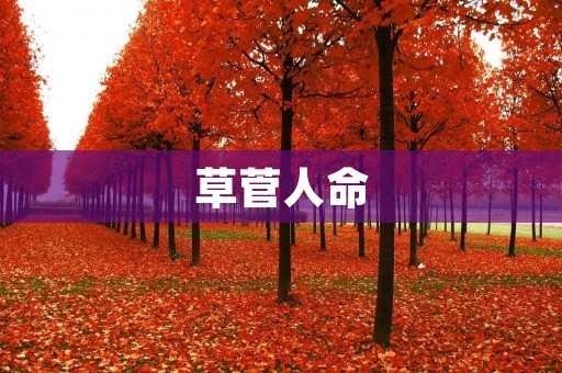 草菅人命：一个深刻的道德问题