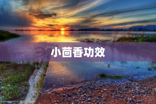 小茴香功效：探究小茴香的神奇功效
