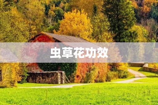 虫草花功效:能美容养颜,提高免疫力 虫草花功效:能美容养颜,提高免疫力