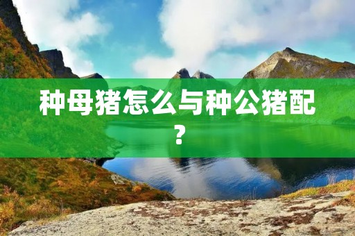 种母猪怎么与种公猪配?