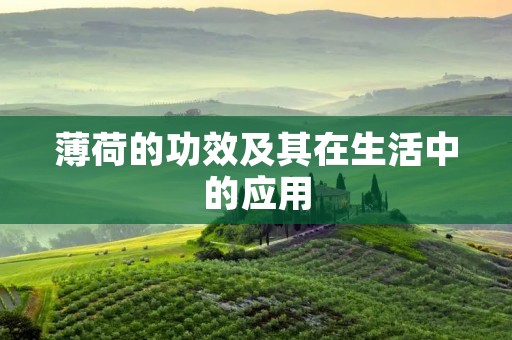 薄荷的功效及其在生活中的应用 薄荷的功效及其在生活中的应用