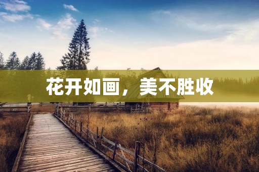 花开如画,美不胜收