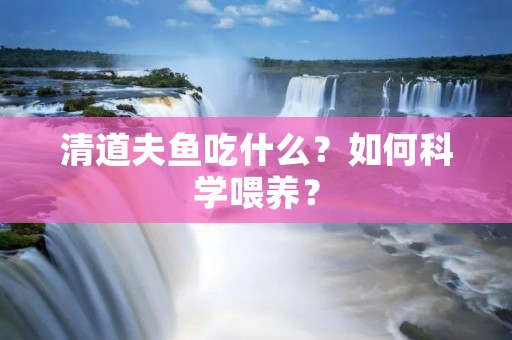 清道夫鱼吃什么?如何科学喂养?