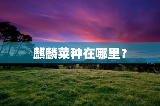 麒麟菜种在哪里?