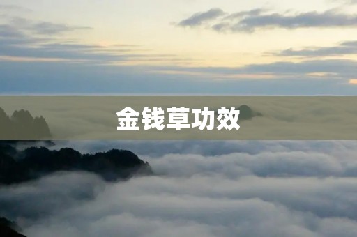 金钱草功效：植物界的“维生素”