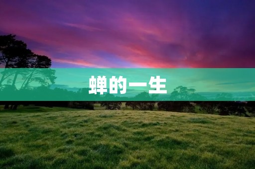 蝉的一生 蝉的一生