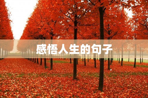 感悟人生的句子