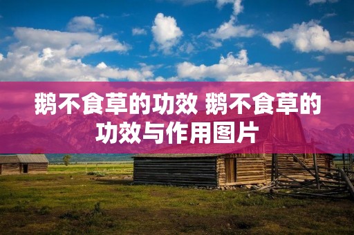 鹅不食草的功效 鹅不食草的功效与作用图片