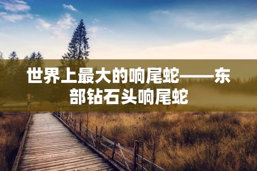 世界上最大的响尾蛇——东部钻石头响尾蛇