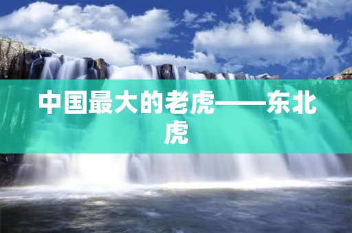 中国最大的老虎——东北虎