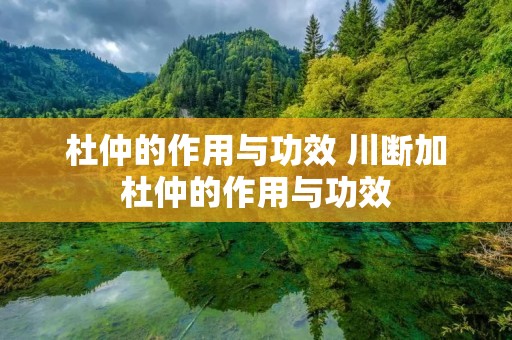 杜仲的作用与功效 川断加杜仲的作用与功效 杜仲的作用与功效 川断加杜仲的作用与功效