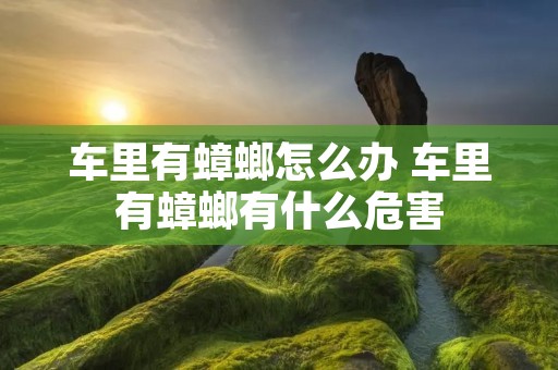 车里有蟑螂怎么办 车里有蟑螂有什么危害 车里有蟑螂怎么办 车里有蟑螂有什么危害