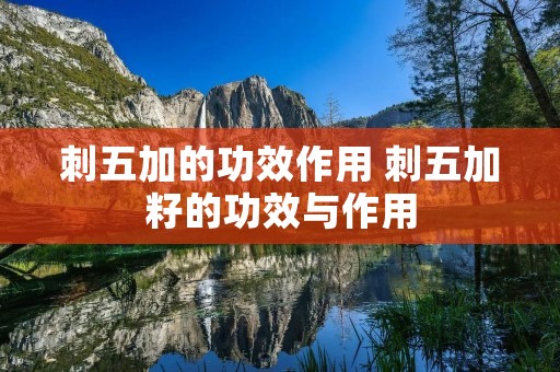 刺五加的功效作用 刺五加籽的功效与作用 刺五加的功效作用 刺五加籽的功效与作用
