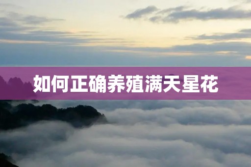 如何正确养殖满天星花