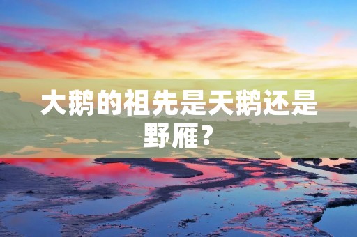 大鹅的祖先是天鹅还是野雁?
