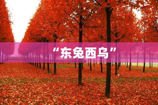“东兔西乌”：探究文化差异带来的冲突与融合