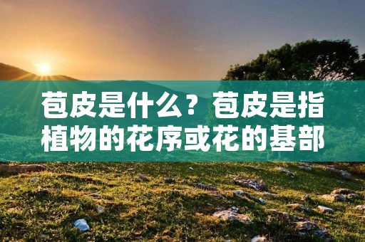 苞皮是什么?苞皮是指植物的花序或花的基部外层的一层鳞片状结构,一般呈现出较为坚硬的外壳状,可以保护花朵或花序不受外界环境的影响,同时也可以起到保护花蕾的作用。苞皮的形态和大小因植物种类的不同而异。在花卉展览和观赏中,苞皮的颜色和形态也被视为花卉美学的一部分。 苞皮是什么?苞皮是指植物的花序或花的基部外层的一层鳞片状结构,一般呈现出较为坚硬的外壳状,可以保护花朵或花序不受外界环境的影响,同时也可以起到保护花蕾的作用。苞皮的形态和大小因植物种类的不同而异。在花卉展览和观赏中,苞皮的颜色和形态也被视为花卉美学的一部分。