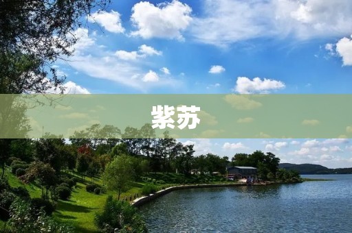 紫苏:一种美味佳肴与药食两用的植物 紫苏:一种美味佳肴与药食两用的植物