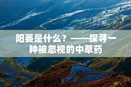 阳蒌是什么？——探寻一种被忽视的中草药