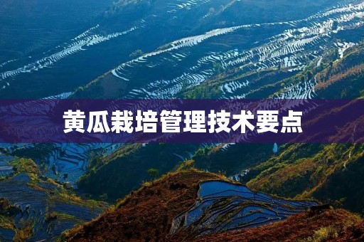 黄瓜栽培管理技术要点