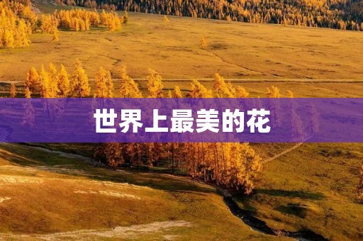 世界上最美的花:莲花