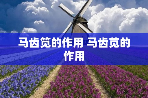 马齿笕的作用 马齿苋的作用