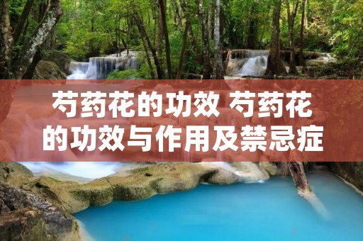 芍药花的功效 芍药花的功效与作用及禁忌症