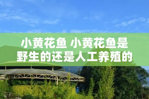 小黄花鱼 小黄花鱼是野生的还是人工养殖的 小黄花鱼 小黄花鱼是野生的还是人工养殖的