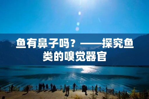 鱼有鼻子吗？——探究鱼类的嗅觉器官
