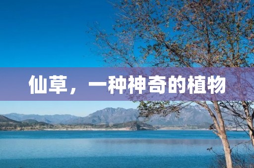 仙草,一种神奇的植物 仙草,一种神奇的植物
