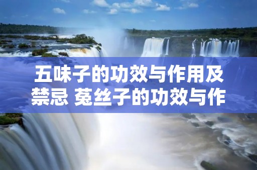 五味子的功效与作用及禁忌 菟丝子的功效与作用及禁忌