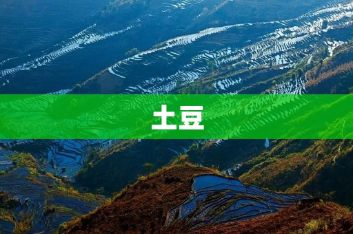 土豆：从南美到中国的传说