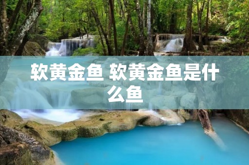软黄金鱼 软黄金鱼是什么鱼