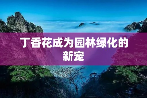 丁香花成为园林绿化的新宠 丁香花成为园林绿化的新宠