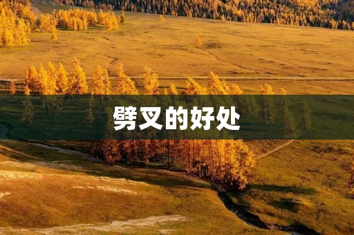 劈叉的好处：为你的身体带来的惊人效益