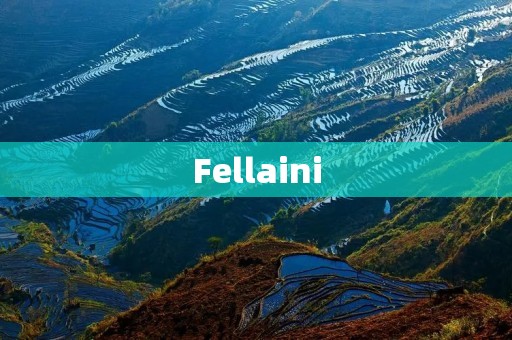 Fellaini:从比利时小将到曼联重要一员 Fellaini:从比利时小将到曼联重要一员