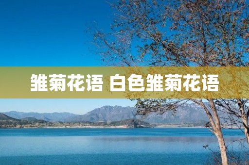 雏菊花语 白色雏菊花语