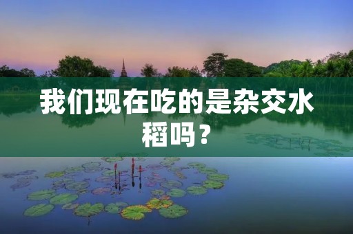 我们现在吃的是杂交水稻吗?