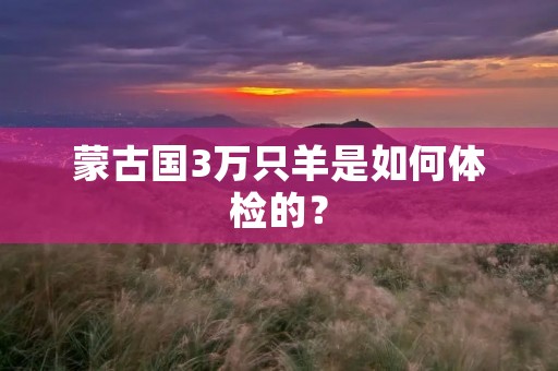 蒙古国3万只羊是如何体检的?