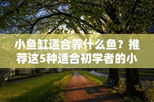 小鱼缸适合养什么鱼?推荐这5种适合初学者的小型鱼类