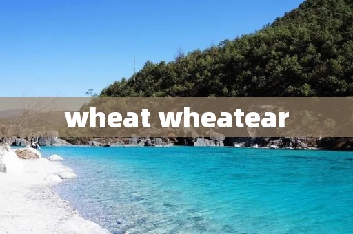 wheat wheatear