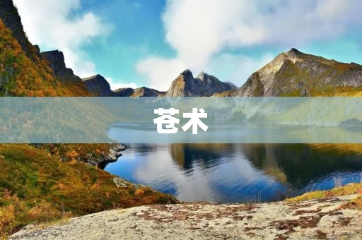 苍术:开胃消食、祛湿止痛的好帮手