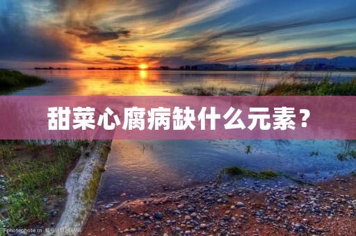 甜菜心腐病缺什么元素？
