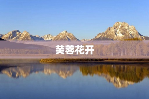 芙蓉花开:一场盛夏的狂欢 芙蓉花开:一场盛夏的狂欢