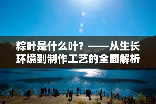 粽叶是什么叶?——从生长环境到制作工艺的全面解析